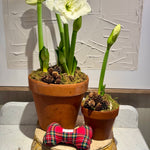 Single Amaryllis (small, potted)