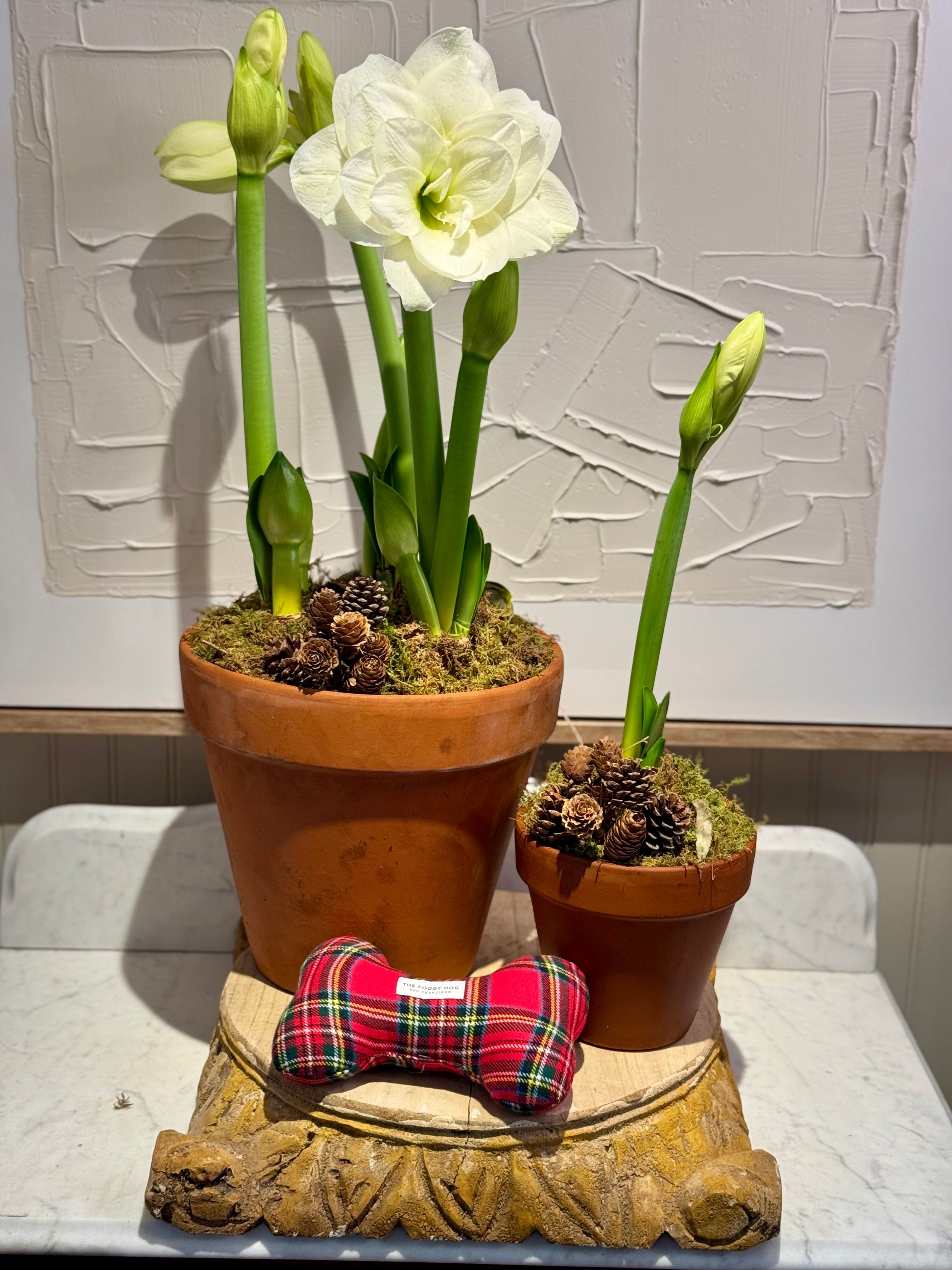 Single Amaryllis (small, potted)