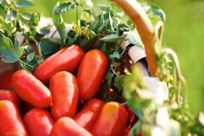 San Marzano Tomatoes DOP - Italianavera (14.1oz / 400g)