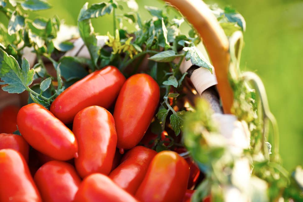San Marzano Tomatoes DOP - Italianavera (14.1oz / 400g)