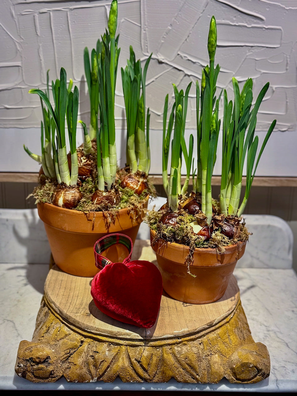 Paperwhites (potted)