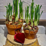 Paperwhites (potted)