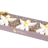 Ornament, Quilled Angel Box Set - Quilling Card